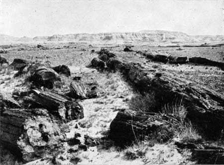 Petrified Forest