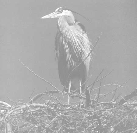 great blue heron