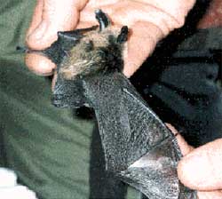 bat