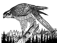 Northern goshawk