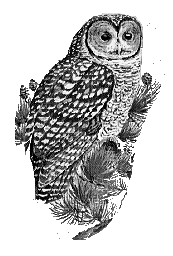 Northern spotted owl