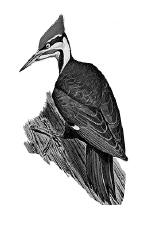 Pileated woodpecker