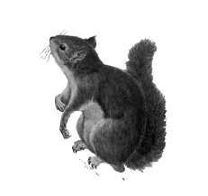 western gray squirrel