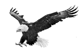 Bald eagle