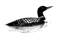 Common loon