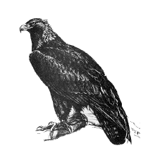 Golden eagle