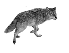 Gray wolf