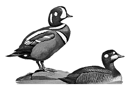 Harlequin duck