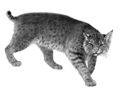 North American lynx