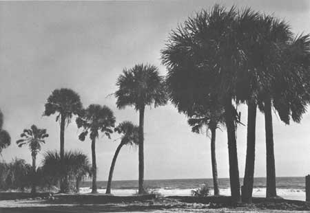 palms along coast
