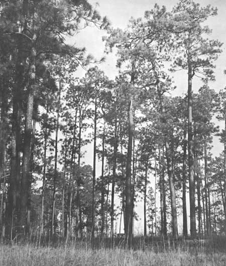 longleaf pine trees