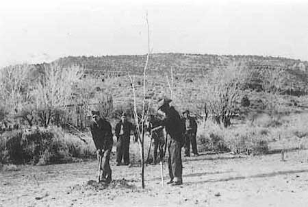 Trees being planted on the monument by CCC