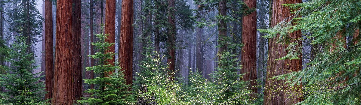 Sequoia National Park Land of Giants Shirt