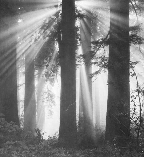 sunlight throw fog-shrouded forest