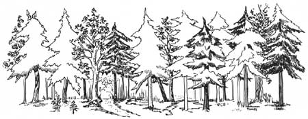 sketch of trees