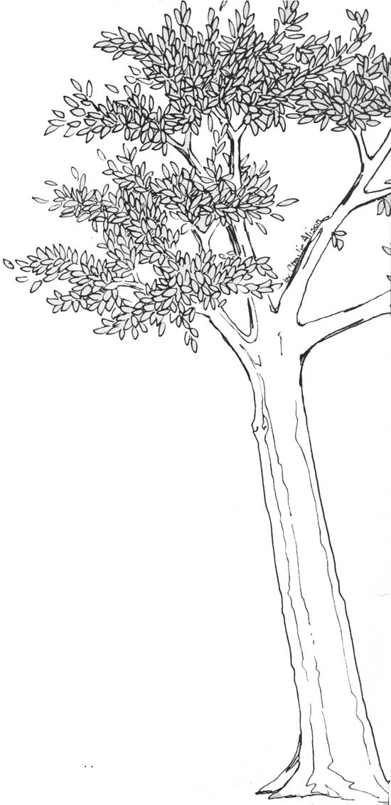 sketch of  tree