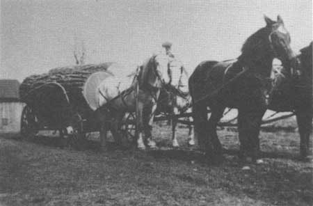 Practical Cotton  Horse Connection - The Horse Connection In Bedford  Village