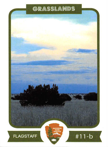 card cover