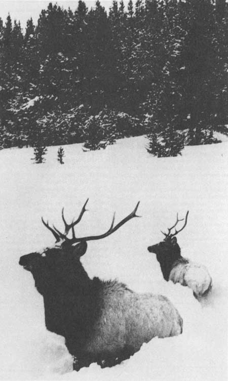 elk