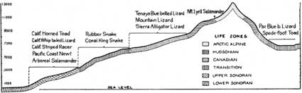 cross-section