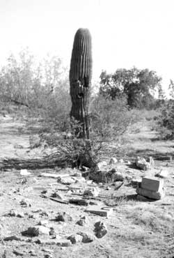 saguaro cactus, Butte Camp