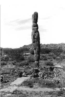 saguaro cactus, Butte Camp