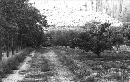 Lane next to Johnson Orchard