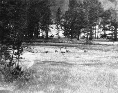 Canada geese, Yellowstone