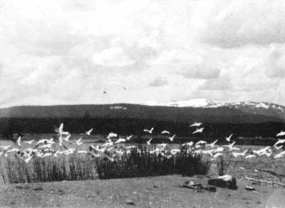 Pelicans at Yellowstone Lake