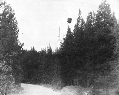 Osprey nest, Yellowstone