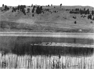 Ruddy ducks, Trumpeter Lake, Yellowstone