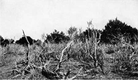 Kaibab Plateau