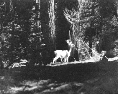 Deer, Crescent Meadow, Sequoia