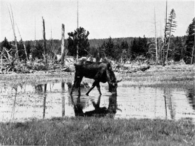 Moose in Yellowstone