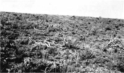 Sagebrush graveyard, Yellowstone