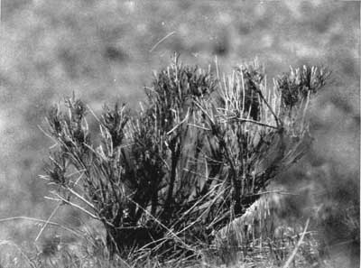 Overbrowsed chrysothamnos, Yellowstone