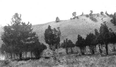 Elk-browsed trees, Yellowstone