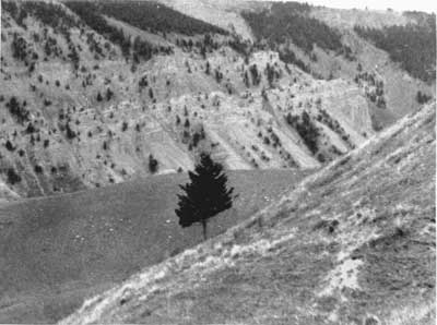 Elk-browsed Douglas fir, Yellowstone