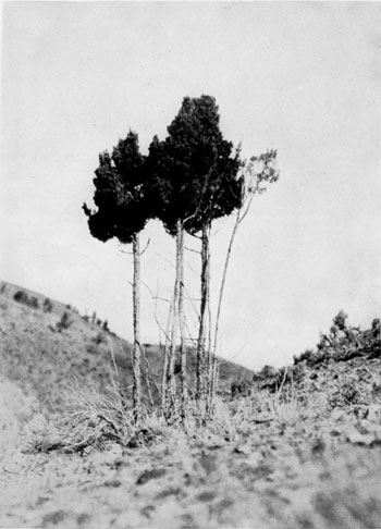 Elk-browsed juniper, Yellowstone