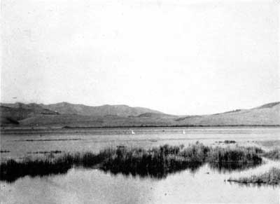 Marsh area of Upper Red Rock Lake, Montana