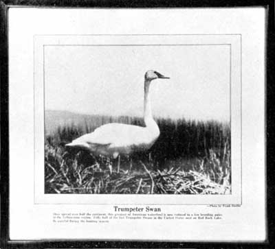 Trumpeter swan picture