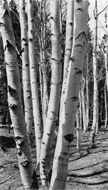 Aspen trunks, Grand Canyon