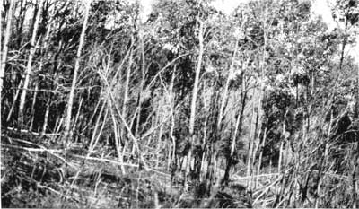 Dying trees, Yellowstone