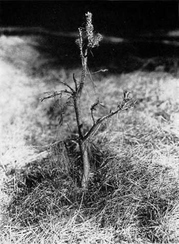 Ponderosa pine, Yosemite