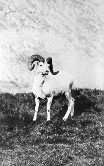 Dall sheep