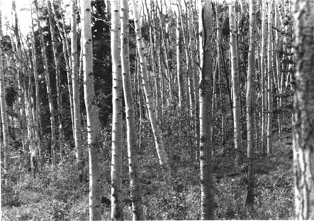 aspen grove