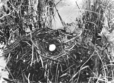 floating nest with grebe egg