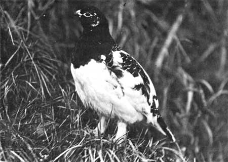 male Alaska ptarmigan