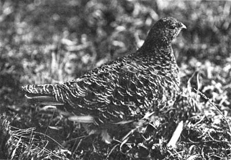 female Alaska ptarmigan