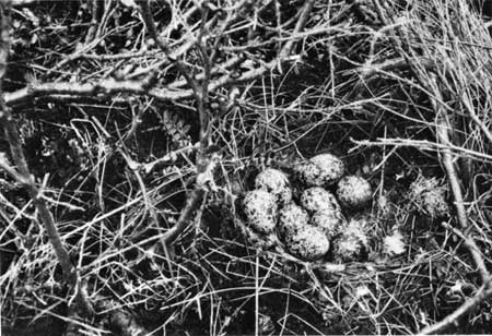 Alaska ptarmigan nest with eggs